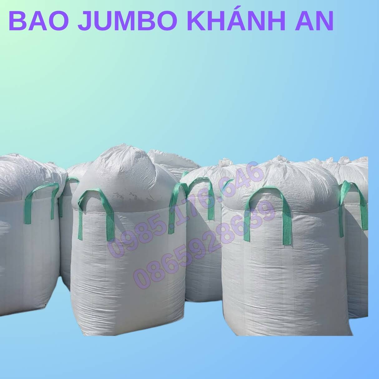 Bao jumbo bắp ủ chua ở Lạng Sơn – Giải pháp của bà con thời vụ bắp lên hương